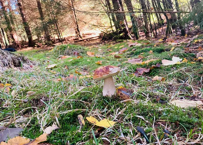 Apartmán Pour 4 Personnes - Le Grand Valtin, A 2 Pas De Xonrupt *